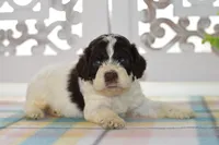 Chase, a male Cockapoo for sale in Anderson, MO – 4 of 8