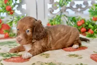 Molly, a female Dachshund for sale in Anderson, MO – 5 of 8