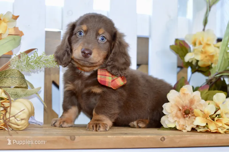 Thatcher – Dachshund puppy for sale in Anderson, MO