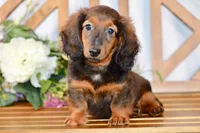 Aaron, a male Miniature Dachshund for sale in Anderson, MO – 6 of 8
