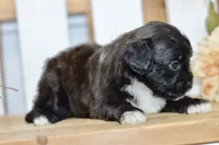 Polo, a female Shihpoo for sale in Anderson, MO – 4 of 8