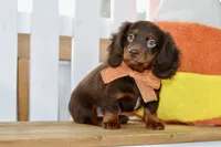 Sam, a male Miniature Dachshund for sale in Anderson, MO – 4 of 8