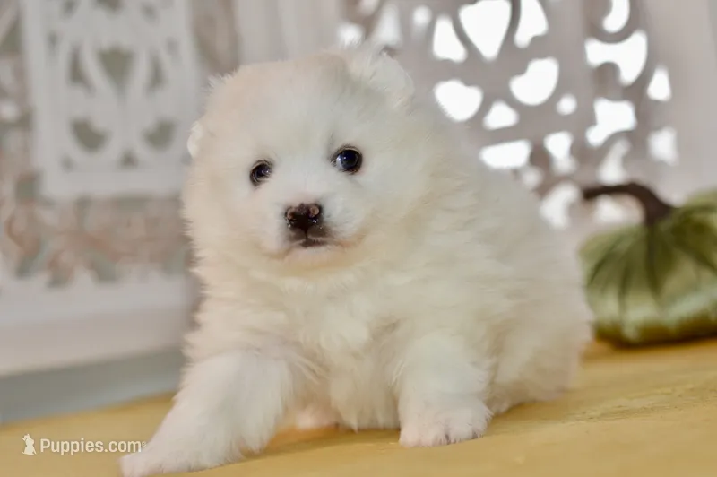 Vance – American Eskimo puppy for sale in Anderson, MO