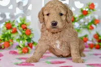 Jayce, a male Miniature Goldendoodle for sale in Anderson, MO – 1 of 8