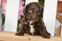 Claudia, a female Cockapoo for sale in Anderson, MO – 7 of 8