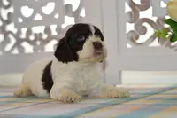 Chase, a male Cockapoo for sale in Anderson, MO – 3 of 8