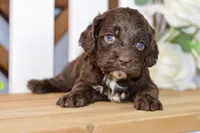 Claudia, a female Cockapoo for sale in Anderson, MO – 6 of 8
