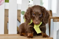 Osborn, a male Miniature Dachshund for sale in Anderson, MO – 4 of 7