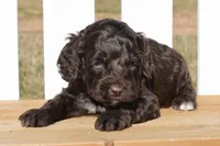 Sean, a male Cockapoo for sale in Anderson, MO – Photo 3 of 8
