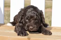 Sean, a male Cockapoo for sale in Anderson, MO – Photo 8 of 8
