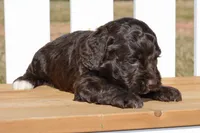 Sean, a male Cockapoo for sale in Anderson, MO – Photo 5 of 8