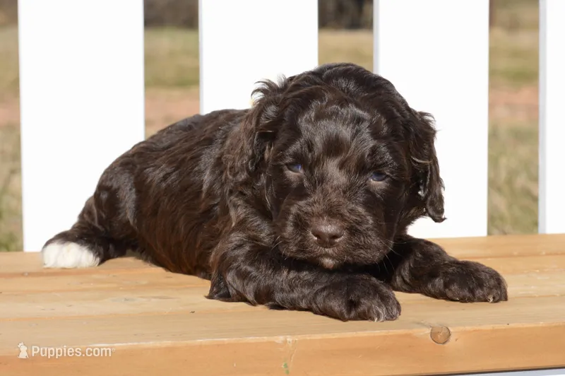 Sean, a male Cockapoo for sale in Anderson, MO – Photo 1 of 8