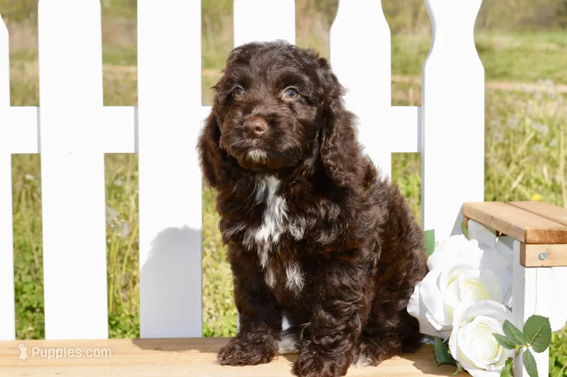 Sean – Cockapoo puppy for sale in Anderson, MO