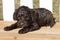 Sean, a male Cockapoo for sale in Anderson, MO – Photo 7 of 8