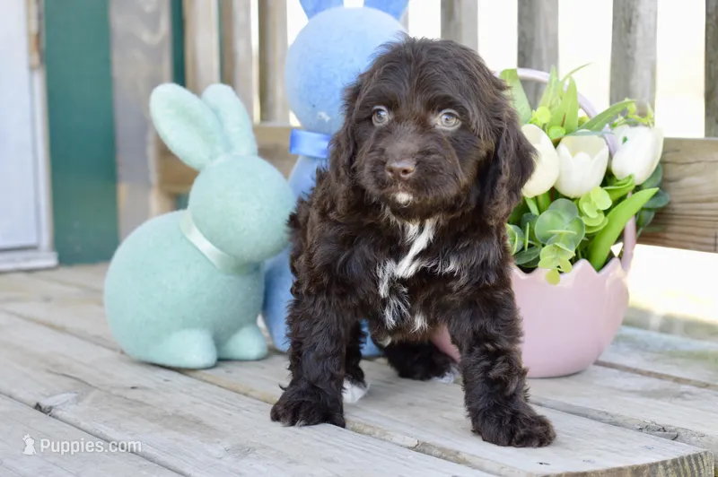 Sean – Cockapoo puppy for sale in Anderson, MO