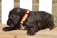 Sean, a male Cockapoo for sale in Anderson, MO – Photo 6 of 8