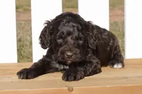 Sean, a male Cockapoo for sale in Anderson, MO – Photo 2 of 8