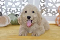 Jay, a male Miniature Goldendoodle for sale in Anderson, MO – 5 of 8