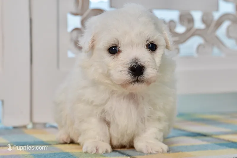 Gilbert – Bichon Frise puppy for sale in Anderson, MO