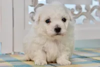Gilbert, a male Bichon Frise for sale in Anderson, MO – 1 of 8