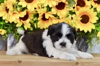 Kiara, a female Shih Tzu for sale in Anderson, MO – 2 of 8