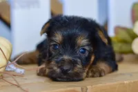 Everest, a male Silky Terrier for sale in Anderson, MO – 2 of 8
