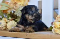 Emilio, a male Silky Terrier for sale in Anderson, MO – 4 of 8