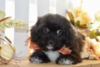 Polo, a female Shihpoo for sale in Anderson, MO – 4 of 10