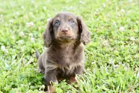 Osborn, a male Miniature Dachshund for sale in Anderson, MO – 5 of 8