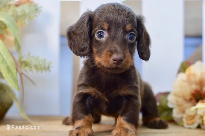 Crosby – Miniature Dachshund puppy for sale in Anderson, MO