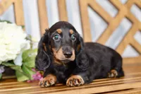 Able, a male Miniature Dachshund for sale in Anderson, MO – 7 of 8
