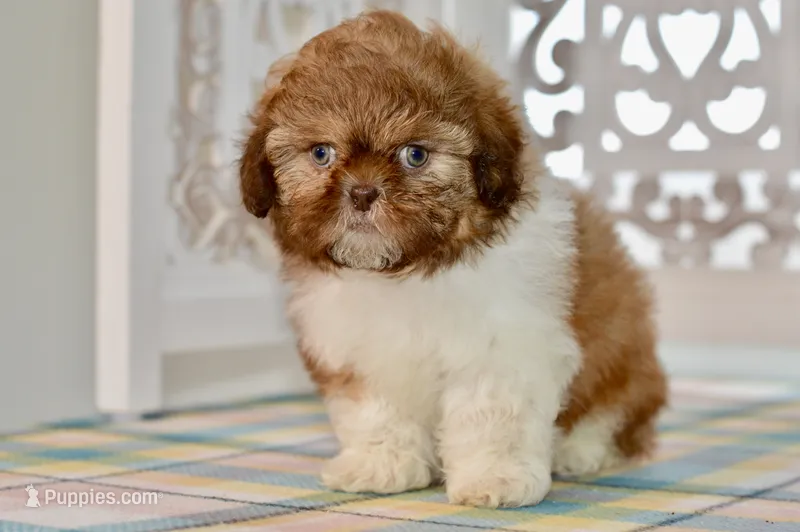 Brett – Shih Tzu puppy for sale in Anderson, MO