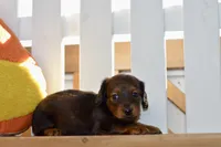 Gwen, a female Dachshund for sale in Anderson, MO – 3 of 8