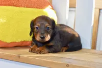Gwen, a female Dachshund for sale in Anderson, MO – 4 of 8