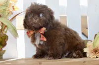 Kaycee, a female Shih Tzu for sale in Anderson, MO – 8 of 8