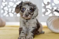 Thea, a female Cockapoo for sale in Anderson, MO – 4 of 8