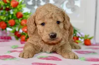 Jayce, a male Miniature Goldendoodle for sale in Anderson, MO – 3 of 8