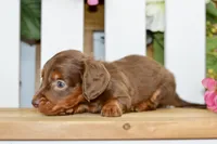 Hart, a male Dachshund for sale in Anderson, MO – 6 of 6
