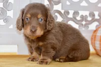Thatcher, a male Dachshund for sale in Anderson, MO – 8 of 8