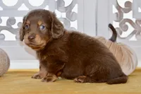 Thatcher, a male Dachshund for sale in Anderson, MO – 6 of 8