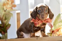 Luna, a female Miniature Dachshund for sale in Anderson, MO – 5 of 8