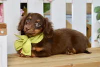 Nash, a female Miniature Dachshund for sale in Anderson, MO – 1 of 8