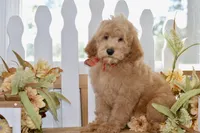 Jake, a male Miniature Goldendoodle for sale in Anderson, MO – 5 of 8