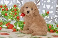 Jared, a male Miniature Goldendoodle for sale in Anderson, MO – 8 of 8