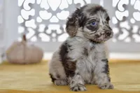 Thea, a female Cockapoo for sale in Anderson, MO – 5 of 8