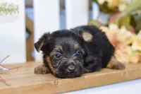 Emma, a female Silky Terrier for sale in Anderson, MO – 1 of 7