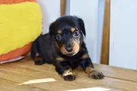 Gitty, a female Dachshund for sale in Anderson, MO – 6 of 8
