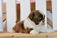 Banks, a male Shih Tzu for sale in Anderson, MO – 2 of 8