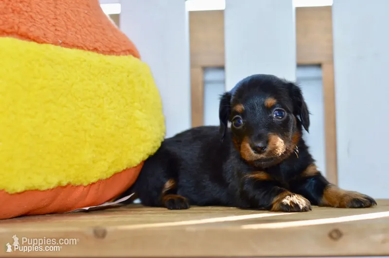 Gitty – Dachshund puppy for sale in Anderson, MO