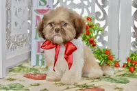 Brett, a male Shih Tzu for sale in Anderson, MO – 6 of 8
